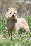 CAIRN TERRIER 262